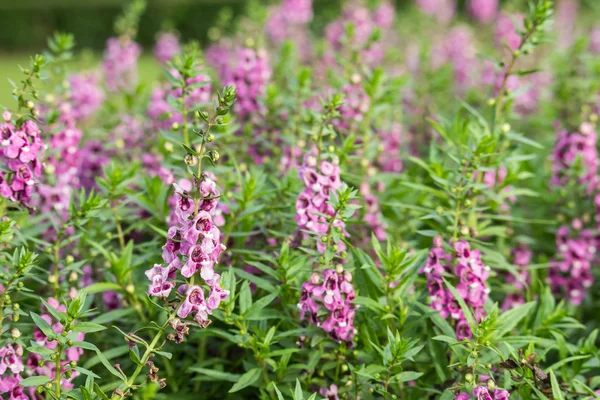 Bana değil çiçek almak için