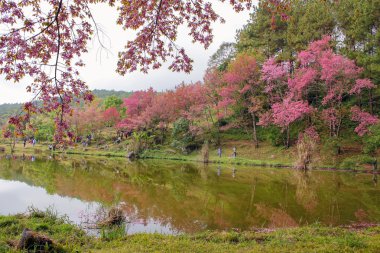 Doğal ormanlar dağ ve rezervuar 