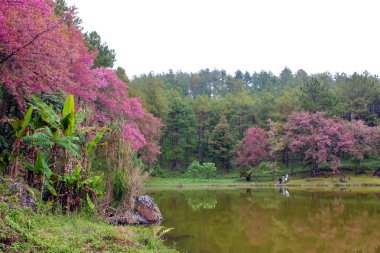 Doğal ormanlar dağ ve rezervuar 
