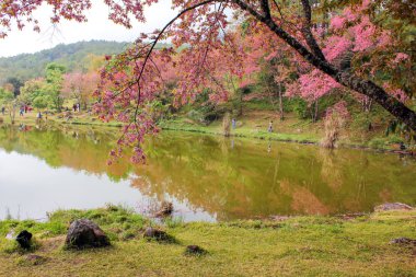 Doğal ormanlar dağ ve rezervuar 