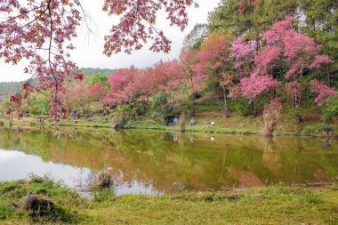Doğal ormanlar dağ ve rezervuar 