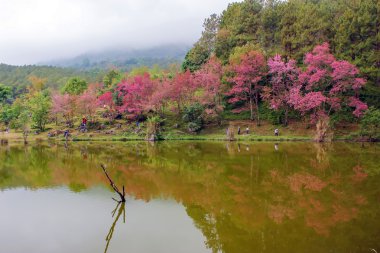 Doğal ormanlar dağ ve rezervuar 