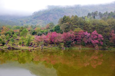 Doğal ormanlar dağ ve rezervuar 
