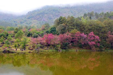 Doğal ormanlar dağ ve rezervuar 
