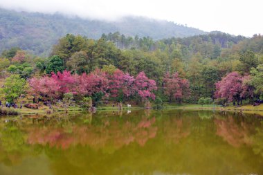 Doğal ormanlar dağ ve rezervuar 