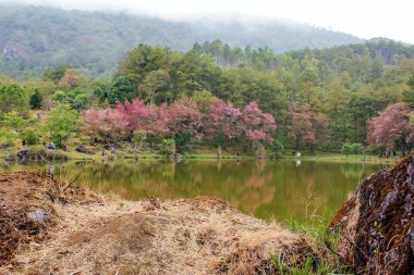 Doğal ormanlar dağ ve rezervuar 