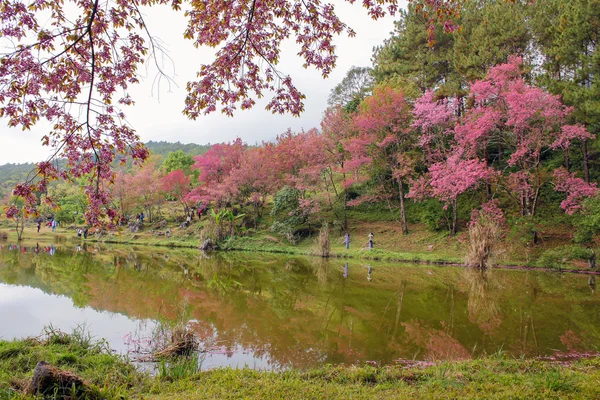 Doğal ormanlar dağ ve rezervuar 