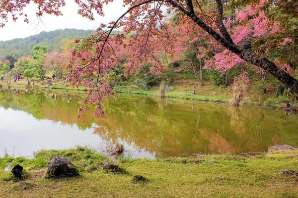 Doğal ormanlar dağ ve rezervuar 