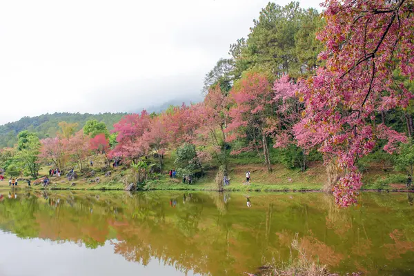 Doğal ormanlar dağ ve rezervuar 