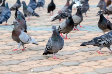 Güvercinler sürüsü