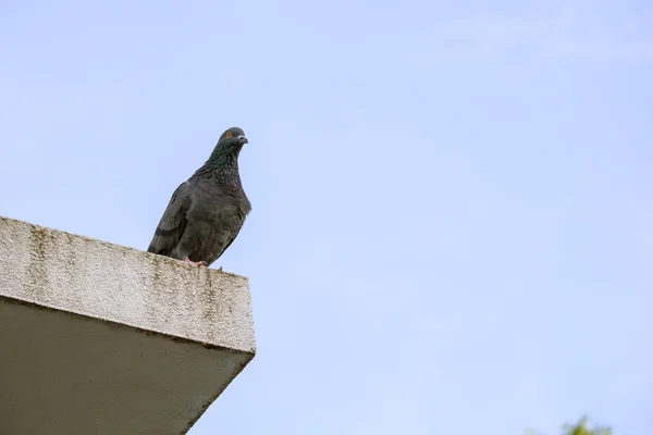 Стая голубей — стоковое фото