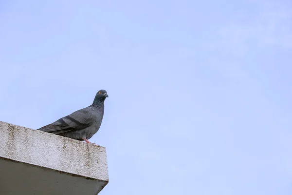 Troupeau de pigeons — Photo