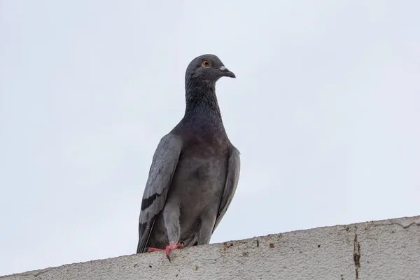 Zwerm duiven — Stockfoto
