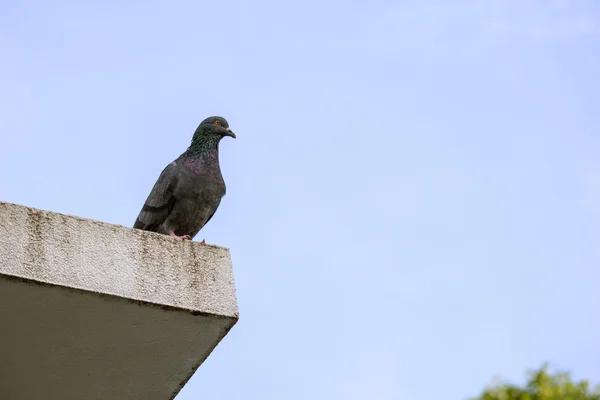 Zwerm duiven — Stockfoto