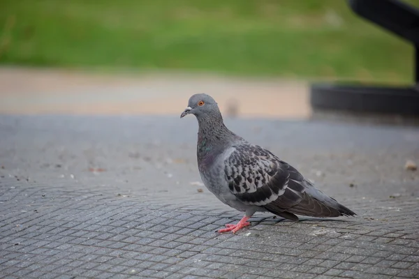 Zwerm duiven — Stockfoto