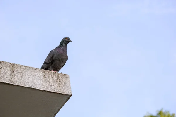 Taubenschwarm — Stockfoto