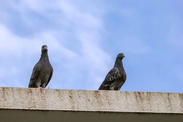 Hejno holubů — Stock fotografie