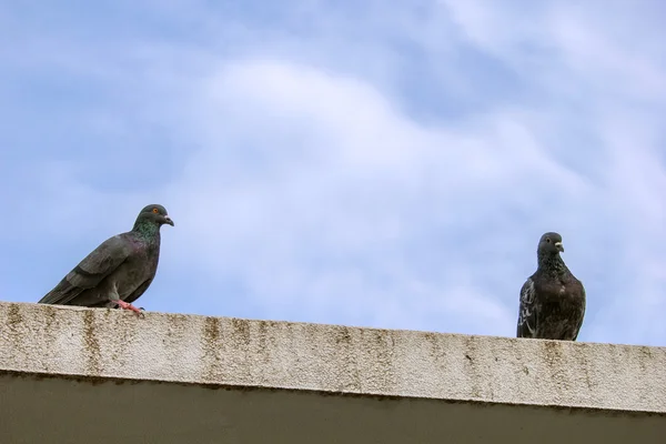 Hejno holubů — Stock fotografie