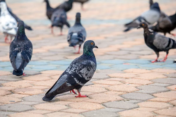 Zwerm duiven — Stockfoto