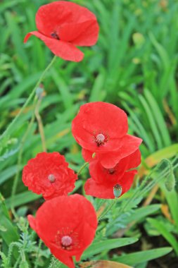 Güzel bahçe dekorasyon Khao Kho District, Tayland: Phetchabun il