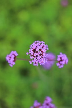 Güzel bahçe dekorasyon Khao Kho District, Tayland: Phetchabun il