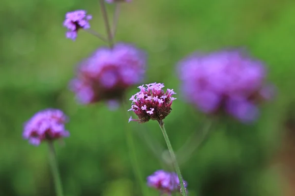 Güzel bahçe dekorasyon Khao Kho District, Tayland: Phetchabun il