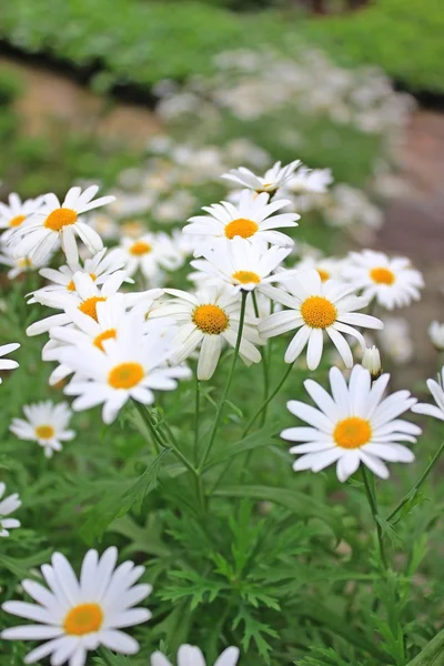 Bahçedeki papatya çiçekleri