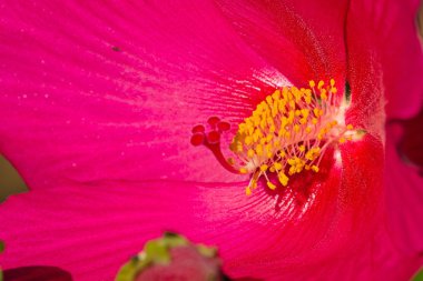 Pembe çiçek deseni kadar kapatın.