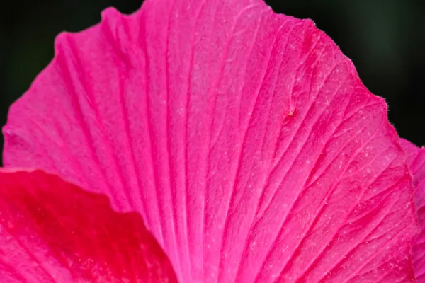 ピンクの花クローズ アップ パターン. — ストック写真