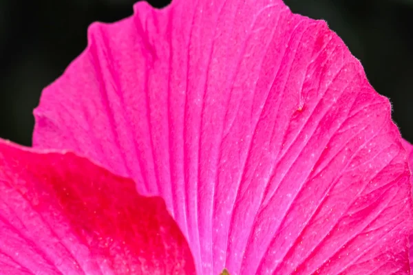 Flor rosa Close up padrão . — Fotografia de Stock