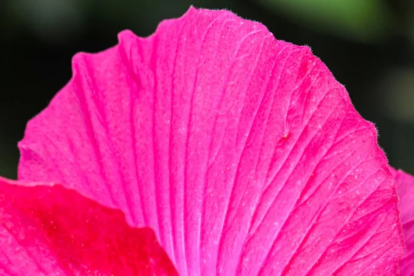Розовый цветок . — стоковое фото
