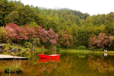Sakura çiçek Tayland.