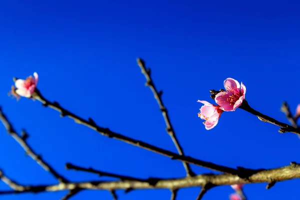 Sakura çiçek Tayland