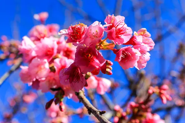 在泰国的樱花花 — 图库照片