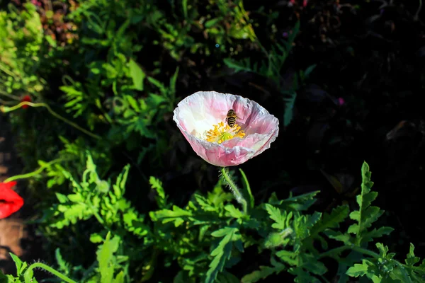 Poppy flower in the garden. — Stock Photo, Image
