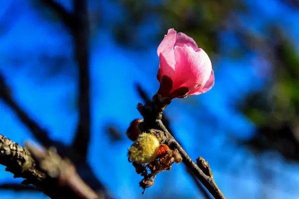 Sakura çiçek Tayland