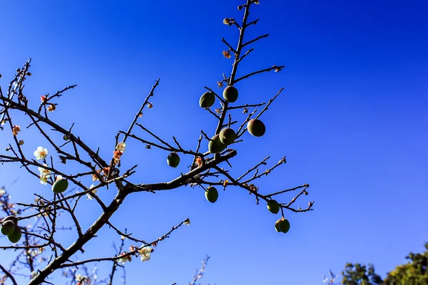 Perzikbomen tuin — Stockfoto