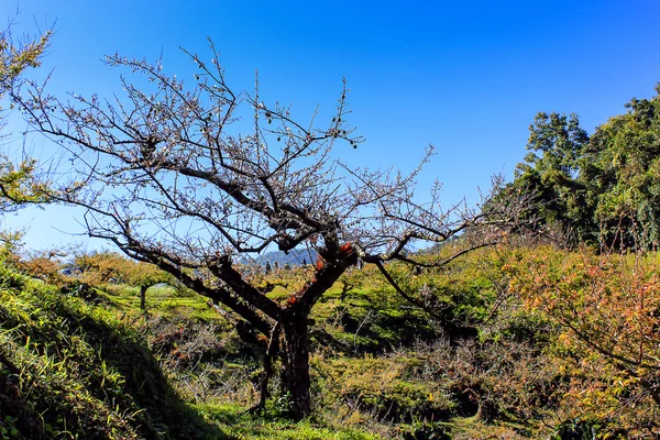 Şeftali ağaçları Bahçe