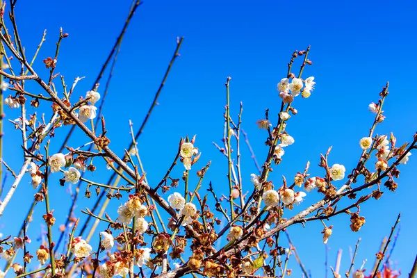 Pfirsichbäume Garten — Stockfoto