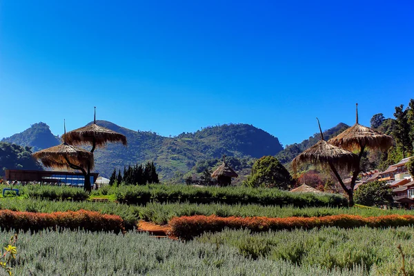 Ang Khang Royal tarım Station