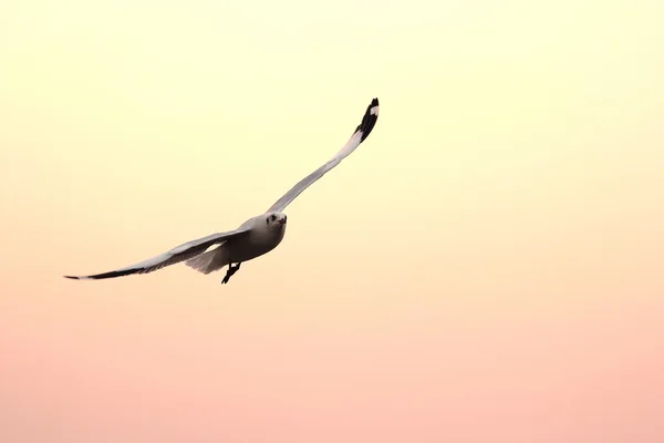 Seagull in Thailand — Stockfoto