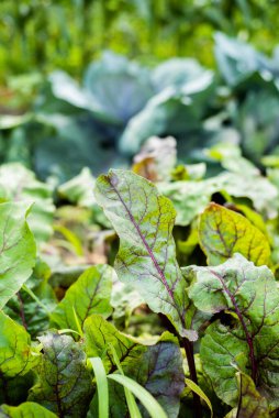 Sebze bahçesinde büyüyen pancar..