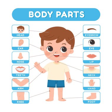 Çocuklar için eğitici vücut parçaları bilgileri. Başı, gözleri ve elleri de dahil olmak üzere anatomisi parlak, akıllı bir vektör tarzında erken öğrenim için etiketlenmiş sevimli bir çocuk..