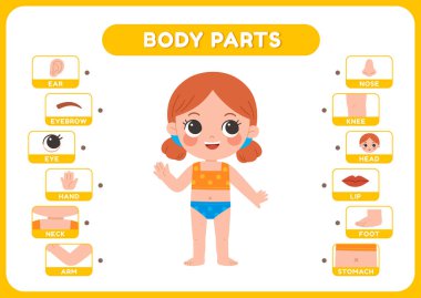 Çocuklar için eğitici vücut parçaları bilgileri. Başı, gözleri ve elleri de dahil olmak üzere anatomisi parlak, akıllı bir vektör stiliyle erken öğrenme özelliğine sahip sevimli bir kız. Çocukların çalışması için sınıf aktivitesi ya da çalışma programı olarak mükemmel.