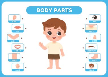 Çocuklar için eğitici vücut parçaları bilgileri. Başı, gözleri ve elleri de dahil olmak üzere anatomisi parlak, akıllı bir vektör tarzında erken öğrenim için etiketlenmiş sevimli bir çocuk..