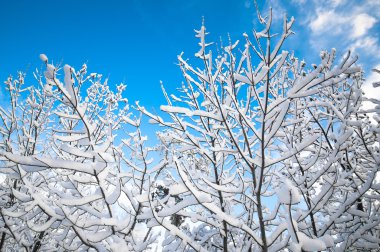 Aralık ayında karlı orman