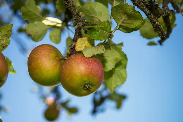 Apples at tree — Stock Photo, Image
