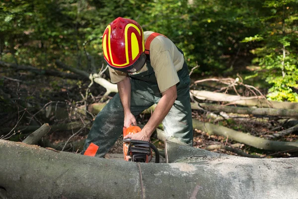 Lumberjack working in forest — Stock Photo, Image