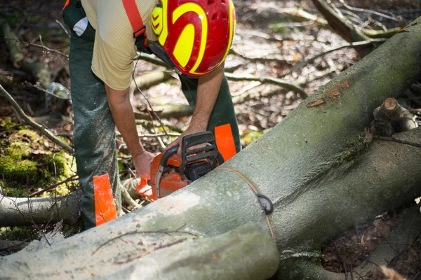 Lumberjack working in forest — Stock Photo, Image