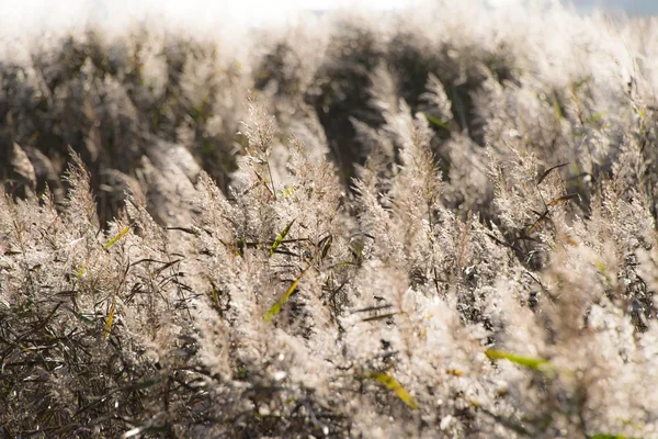 Reed in backlight — Stock Photo, Image